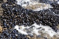 Fresh mussels growing on the rocks Royalty Free Stock Photo