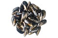 Fresh mussels isolated Royalty Free Stock Photo