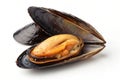 Fresh Mussels Isolated on White Background Royalty Free Stock Photo