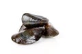 Fresh mussels Royalty Free Stock Photo