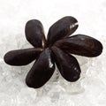 FRESH MUSSELS mytilus edulis ON ICE Royalty Free Stock Photo