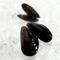 FRESH MUSSELS mytilus edulis ON ICE Royalty Free Stock Photo