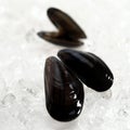 MOULE Royalty Free Stock Photo