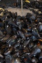 Fresh mussels in shells at steam pan. Seafood barbecue outdoors Royalty Free Stock Photo