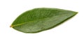 Fresh myrtle leaf Royalty Free Stock Photo