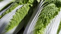fresh Napa cabbage, Chinese cabbage, vegetables, harvest (3) Royalty Free Stock Photo