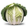 Fresh Napa Cabbage Head Isolated on White Background, closeup shot, delicious vegetable. Royalty Free Stock Photo