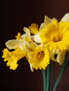 Fresh narcissus yellow flowers bouquet