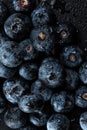 Fresh natural antioxidant blueberries pile, macro detailed close up Royalty Free Stock Photo