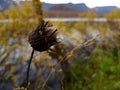 Fading flower on a autumn day