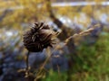 Fading flower on a autumn day