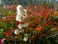 Fading flower on a autumn day