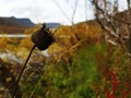 Fading flower on a autumn day