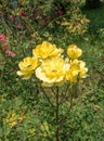 Fresh natural bouquet of yellow roses with green blurred background