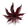 Fresh natural castor bean leaf isolated on white background Royalty Free Stock Photo