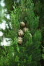 Natural cypress branch with cones in the summer forest Royalty Free Stock Photo