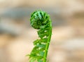 Fresh Natural Fern Royalty Free Stock Photo