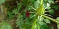 fresh natural green baby flower closeup picture around garden location