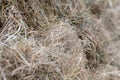 Fresh natural hay green dry grass close-up textured background Royalty Free Stock Photo