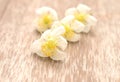 Fresh and natural jasmine flowers on. Royalty Free Stock Photo