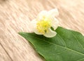 Fresh and natural jasmine flowers on. Royalty Free Stock Photo