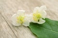 Fresh and natural jasmine flowers on. Royalty Free Stock Photo