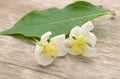 Fresh and natural jasmine flowers on. Royalty Free Stock Photo