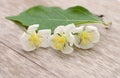 Fresh and natural jasmine flowers on. Royalty Free Stock Photo