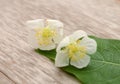 Fresh and natural jasmine flowers on. Royalty Free Stock Photo