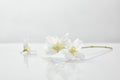 Fresh and natural jasmine flowers on Royalty Free Stock Photo