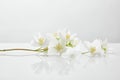 Fresh and natural jasmine flowers on Royalty Free Stock Photo