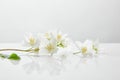 Fresh and natural jasmine flowers on Royalty Free Stock Photo