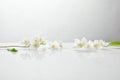 Fresh and natural jasmine flowers on