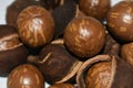 Natural Macadamia Tree Nuts In Shell And Husk