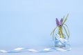 Fresh natural Muscari spring flowers with blue ribbon in glass vase on blue background Royalty Free Stock Photo