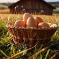 Fresh natural organic free range eggs in basket nest in outdoor farm environment Royalty Free Stock Photo