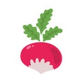 Fresh natural organic radish on a white background. A healthy vegetable product