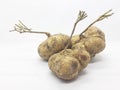 Fresh Natural Original Organic Fruit Yam Bean in White Isolated Background 04