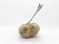 Fresh Natural Original Organic Fruit Yam Bean in White Isolated Background 06