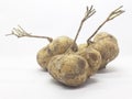 Fresh Natural Original Organic Fruit Yam Bean in White Isolated Background 07