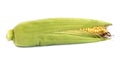 Fresh natural raw corn cobs isolated Royalty Free Stock Photo