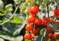 Fresh natural red tomatoes plants Royalty Free Stock Photo