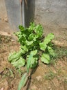 Fresh Natural spinach Plant leaf ,Green  grass.  Concrete wall Royalty Free Stock Photo