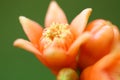 macro image -pomegranate flower buds on plant