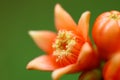 Macro image -pomegranate flower buds on plant