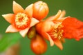 Macro image -pomegranate flower buds on plant