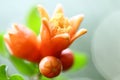 Macro image -pomegranate flower buds on plant