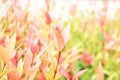 Fresh nature background, Closeup nature view of red leaf and green leaf on blurred greenery background in garden with copy space Royalty Free Stock Photo