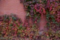 Fresh nature grape tree with multicolored leaves on the brick wallbackground Royalty Free Stock Photo