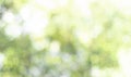 Fresh nature green bokeh lights abstract background from nature forest out of focus. Blur park with bokeh light, nature, garden, Royalty Free Stock Photo